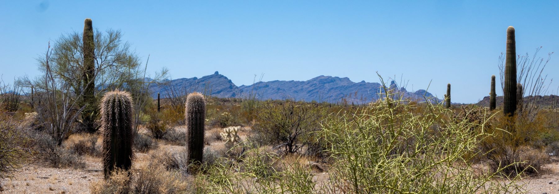A desert landscape featuring cactus trees with mountains rising in the background under a clear blue sky.